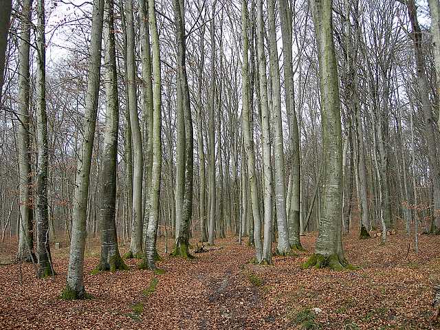 Hagenthal  (FRA)    17 Febbraio  2006
